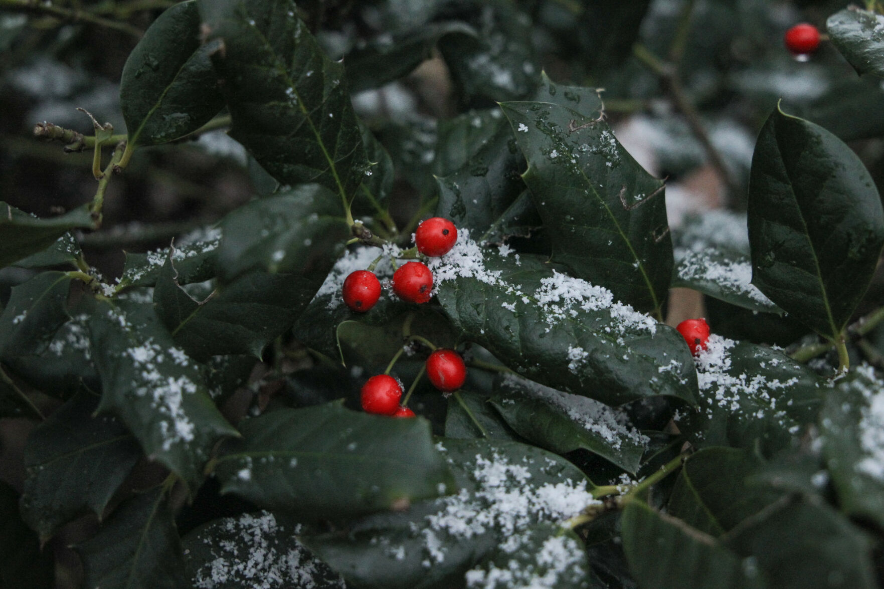 Berries